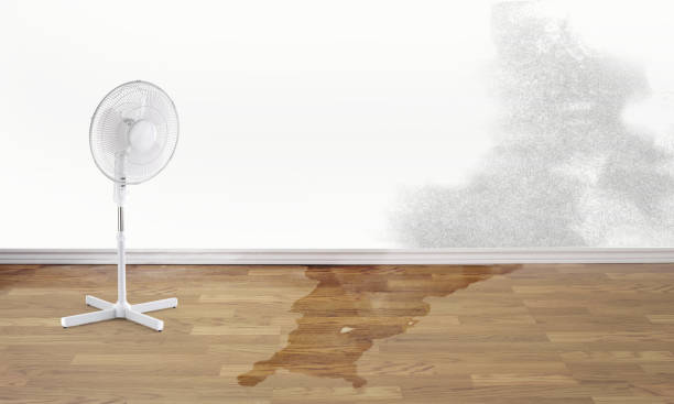 Best Carpet water damage restoration  in Pembroke, GA